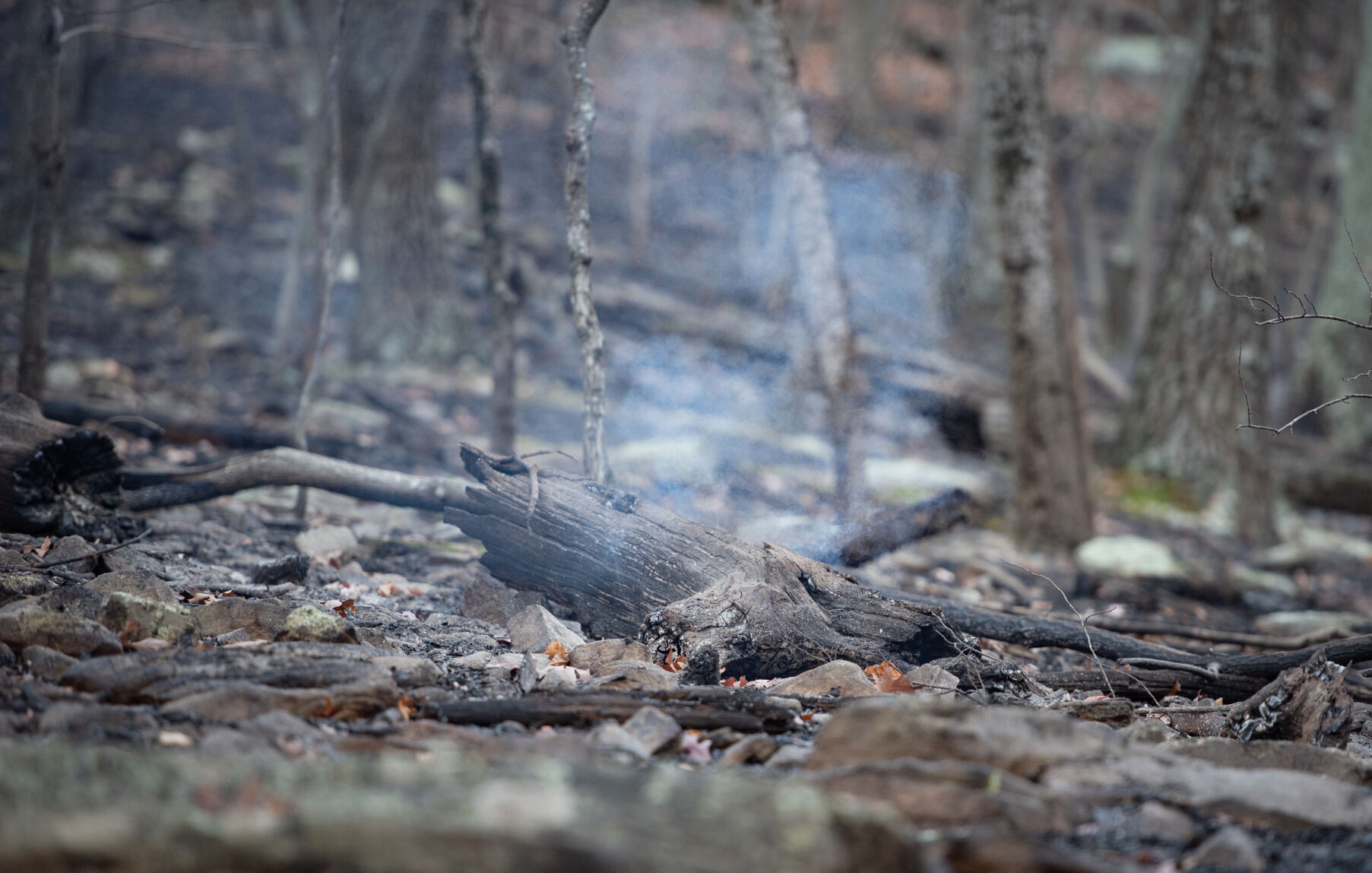 Pilot Mountain Fire Damage